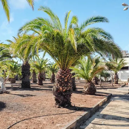 Estudio Los Cristianos 10 Apartamento *